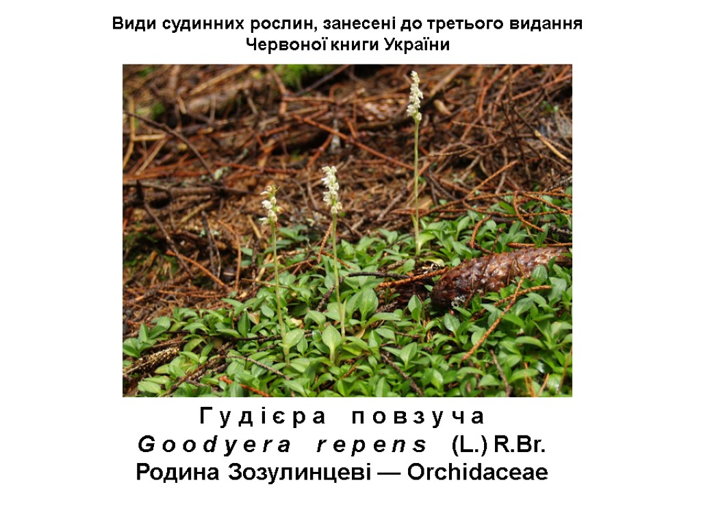 Види судинних рослин, занесені до третього видання Червоної книги України Г у д і